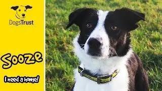 Sooze the Border Collie Cross Loves Training and Toys! | Dogs Trust Ballymena