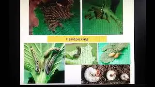 PG ENT 510 || Mechanical Control || Principles of Integrated Pest Management