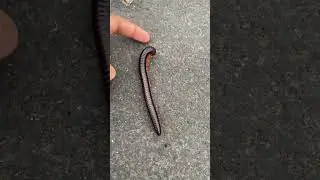 Giant African Millipede🪱 #animal #shorts