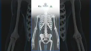 ⚠️ Why to Avoid Maida for Spine & Brain Health?
