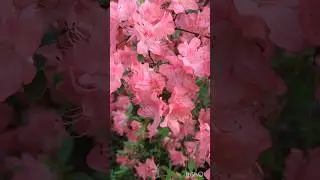 Vibrant Flora #isabella