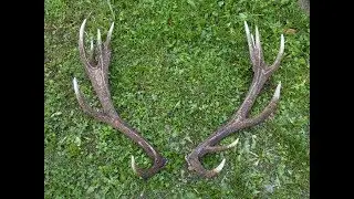Red stag antler zrzuty palchi 2018