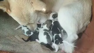 Puppy 🐕🐈