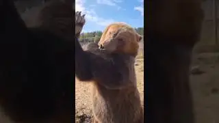 Strong bear.#bears #strong #cute
