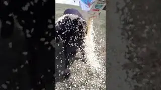 Crispy Rice