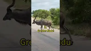 5 Amazing Animals in South Africa 😲 | Crazy Facts | Amazing Facts | Cute Animal Facts