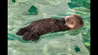 The California Sea Otter