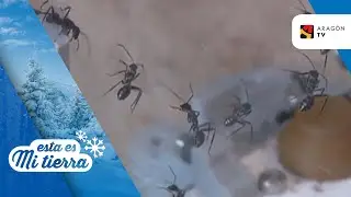 Un aragonés experto en mirmecología