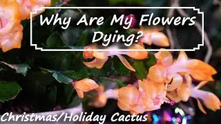 Thanksgiving/Christmas & Easter Cactus Bud & Flower Drop