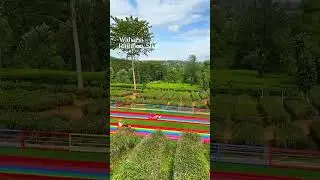 Wisata Goalpara Tea Park Sukabumi #wisatasukabumi #wisata #sukabumihits #sukabumiindah #wisataanak