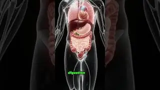 Why you should DRINK WATER! #shorts #education #health