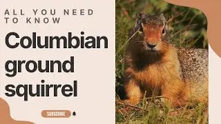 Columbian ground squirrel facts