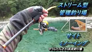 大型アルビノヤマメをミノーで狙う @うらたんざわ渓流釣場