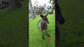 Friendly wallaby