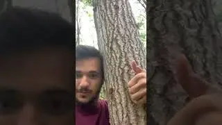 Hugging Trees Is Healthy