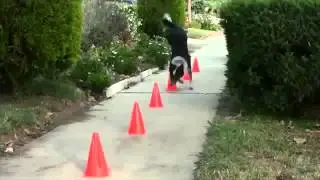 Smart Dog Does Some Amazing Tricks