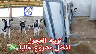مشروع تربية العجول طريقة الصحيحة لتربية مع تجهيزات لازمه للبداية أفضل مشروع حالياً 💸