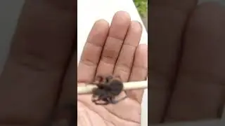 Masbate Line Gagamba ( Solid na TM Size) Mahaba pag bumuka