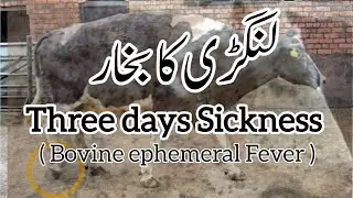 Three day sickness | bovine ephemeral Fever| VIL #animal #vet #cow #three #treatment #injection #dr