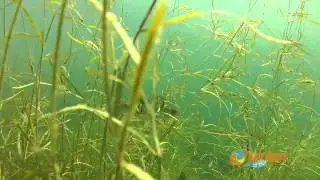 Jezioro Narty - nurkowanie z Best Divers