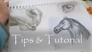 Basic Horse Drawing Tips & Tutorial