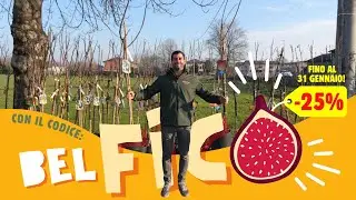 BEL FICO! 🌳 Sconto 25% su TUTTE le Piante da Frutto (Codice: BELFICO)