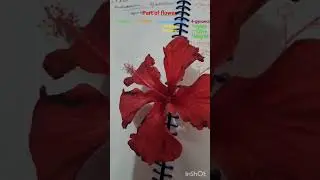 What is flower 🌼 🌸#neet #biology  #botany #flower #parts of flower #youtubeshorts #trending #viral
