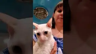 Cornish Rex