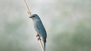 Emerald of the Forest | Male Verditer Flycatcher in Natural Habitat