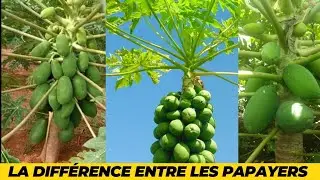 voici quelques différences entre les papayers