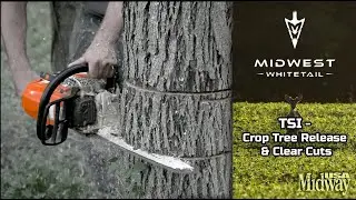 Timber Stand Improvement - Crop Tree Release & Clear Cuts | Midwest Whitetail