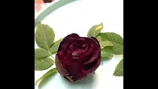 Beetroot rose #rose 🌹#beetroot