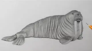 How to Draw a Walrus | Pencil Drawing For Beginners