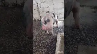 cerdos pietrain #cerdos #pietran #pietrain #porcicultura #lechones #porcino #porcinos #pig