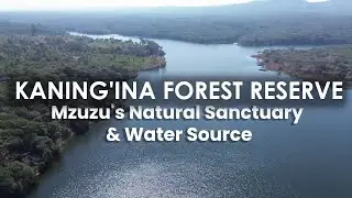 KANING'INA FOREST RESERVE: Mzuzu's Natural Sanctuary & Water Source