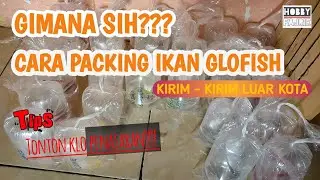 How to pack glofish and send it out of town | Sell ​​fish online