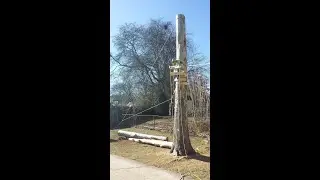 Cutting Down 60 Foot Tree Remotely
