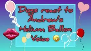 Dog reacts to helium balloon
