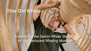 Assembling the Sperm Whale Skeleton for the Nantucket Whaling Museum