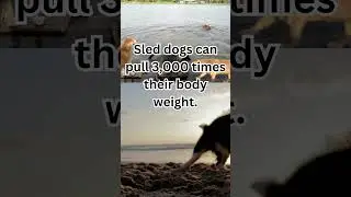 Unleashing Canine Power: Sled Dogs, the Arnold Schwarzeneggers of the Dog World! 💪🐾