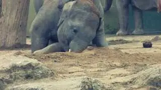 Baby Elefant Ludwig und seine Tante Mangala - Tierpark Hellabrunn