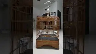 Tieumi / wambi mini ngeroll panjang, lama dan rapat