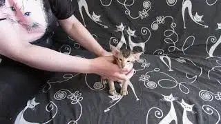 VentisOrientis Tilly. Breed Data (3)