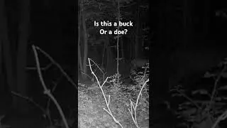 #hunting #huntingcamera #trailcam #deer