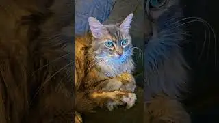 Grey: Goodnight Beautiful!