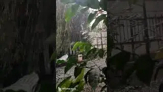 Hail Storm in Addis Ababa