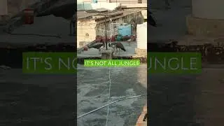 It's not all jungle it's our home #short #bb_ki #morinda #comedy #video #friend #motivation #nxx