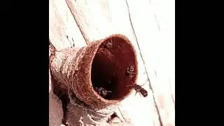 Abelha sem ferr&atilde;o (Sergio Favretto)