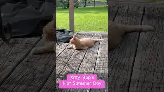 Kitty Bop&rsquo;s Hot Summer Day #cat #kitty #summer #summervibes #cutecat