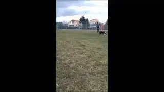GoDogGo&reg; www.hundballwurfmaschine.de
